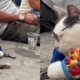 Indignación en Medellín por gato aparentemente sedado que usarían para pedir propinas de turistas en la Comuna 13: 'Completamente inmóvil'