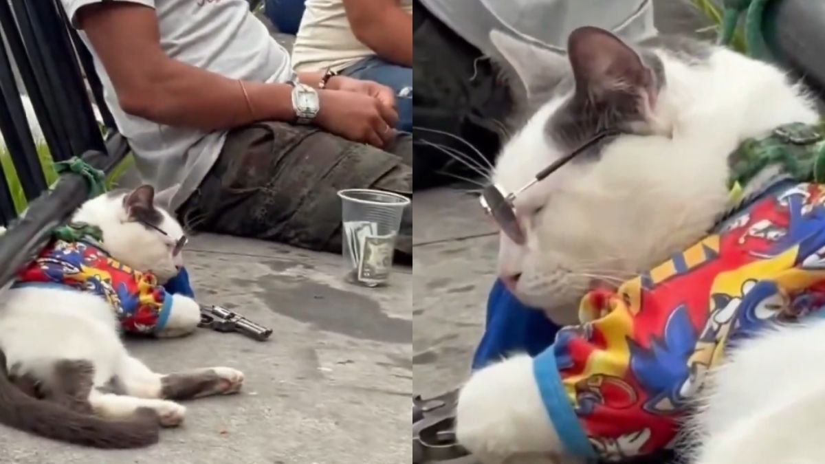Indignación en Medellín por gato aparentemente sedado que usarían para pedir propinas de turistas en la Comuna 13: 'Completamente inmóvil'
