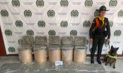 El olfato de la perrita 'Candy' frustra envío de marihuana valorado en $100 millones en Mosquera