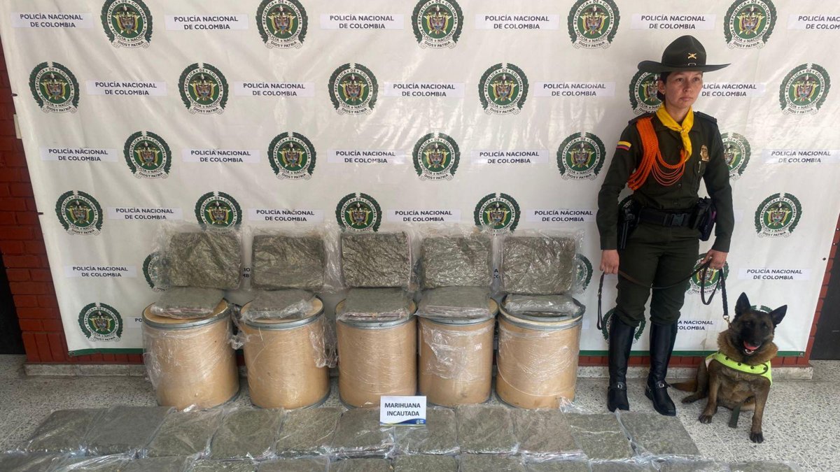El olfato de la perrita 'Candy' frustra envío de marihuana valorado en $100 millones en Mosquera