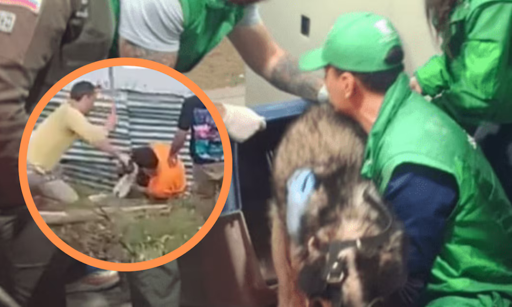 A machete atacaron a un perro en Ciudad Bolívar: las autoridades detuvieron a los implicados