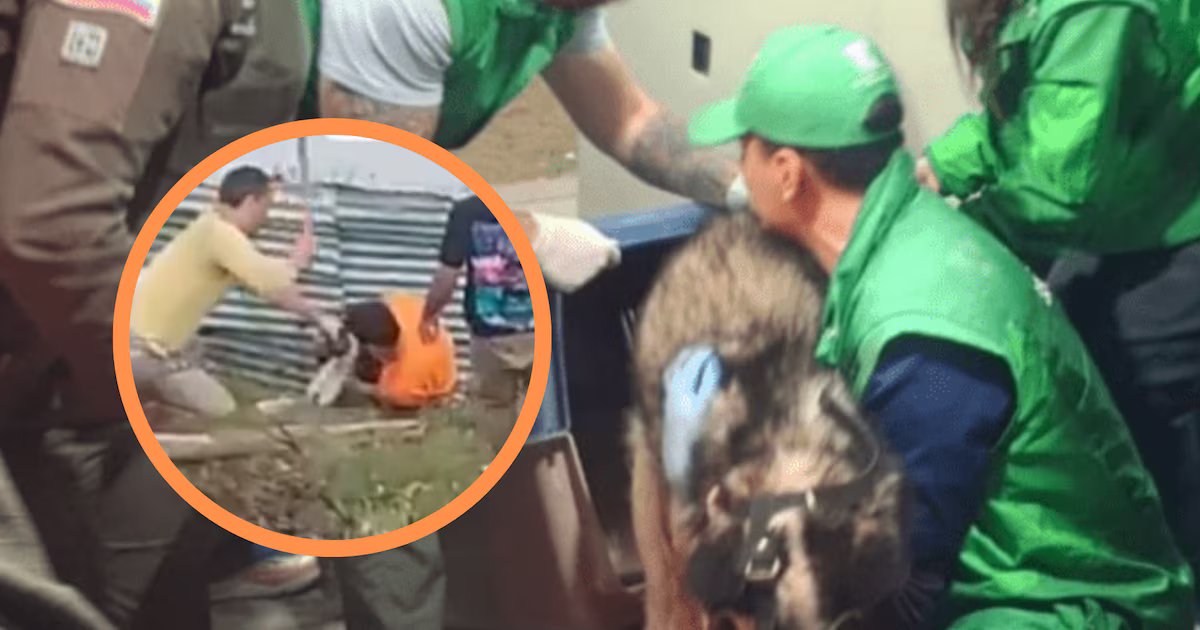 A machete atacaron a un perro en Ciudad Bolívar: las autoridades detuvieron a los implicados