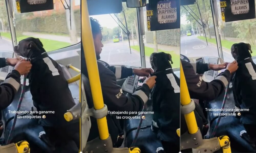 Así fue viral aparición del perrito ‘conductor’ que conquistó a los pasajeros del Sitp en Bogotá, hasta uniforme tiene