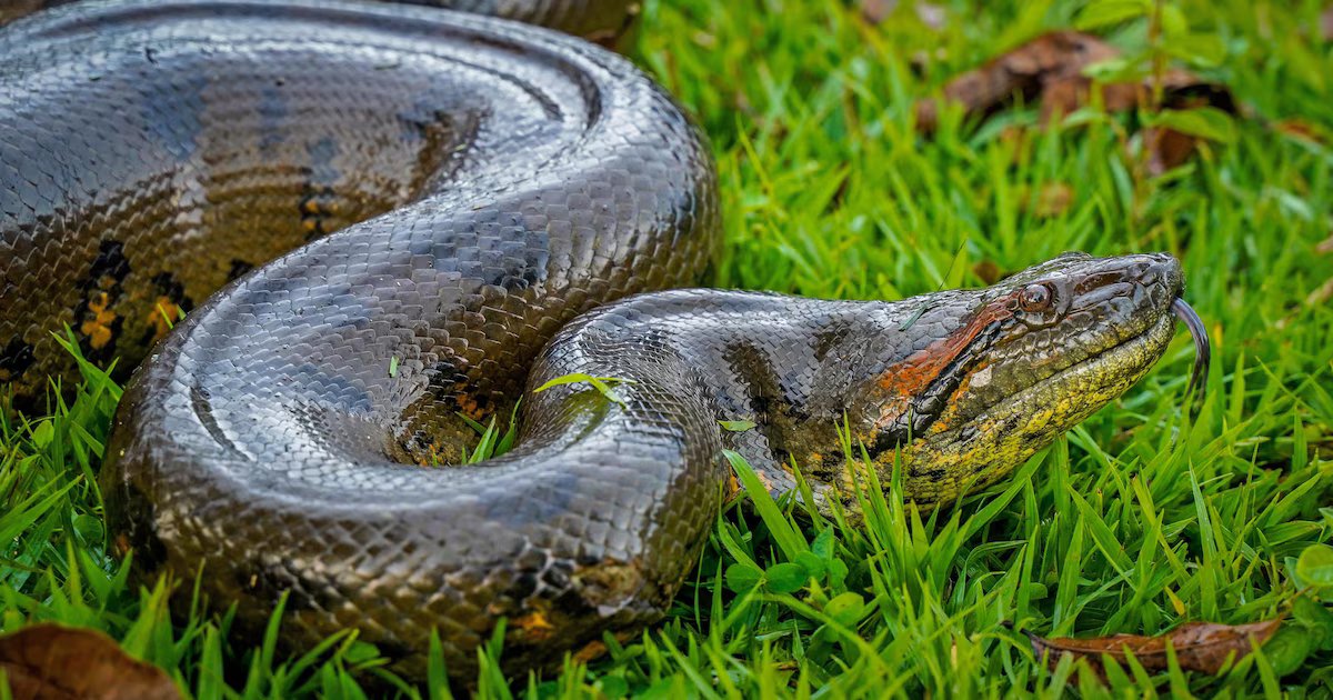Aumento de incidentes ofídicos en Colombia activa alerta sanitaria: más de 400 casos de mordeduras de serpientes venenosas en dos meses de 2026