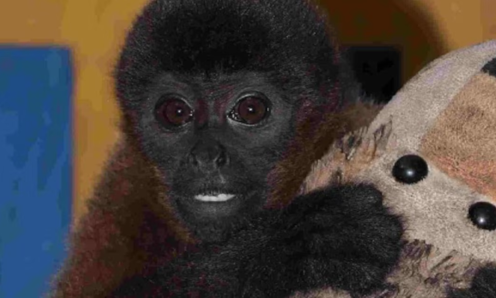 Colombia tiene su versión de Punch, el macaco viral de Japón: Titi fue separado forzosamente de su madre y presenta apego a los humanos y peluches