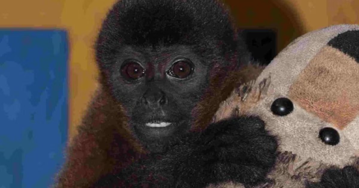 Colombia tiene su versión de Punch, el macaco viral de Japón: Titi fue separado forzosamente de su madre y presenta apego a los humanos y peluches