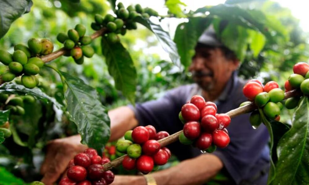 El campo le ganó a la ciudad en Colombia: el empleo rural vivió su mejor año en décadas