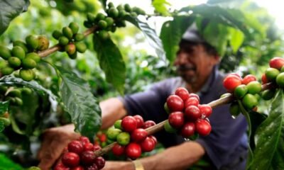 El campo le ganó a la ciudad en Colombia: el empleo rural vivió su mejor año en décadas