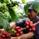 El campo le ganó a la ciudad en Colombia: el empleo rural vivió su mejor año en décadas