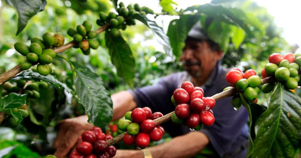 El campo le ganó a la ciudad en Colombia: el empleo rural vivió su mejor año en décadas