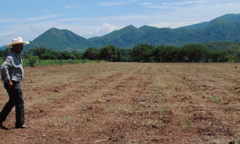 Estas son las claves del “Invima campesino”, propuesta que busca mejorar la sostenibilidad económica de pequeños productores