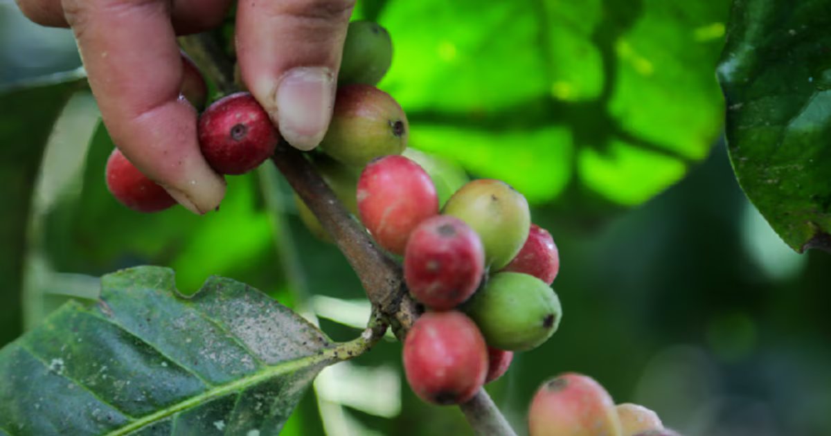 Extorsiones persisten en zonas cafeteras de Colombia: siete de cada diez caficultores reportan haber recibido llamadas de amenaza