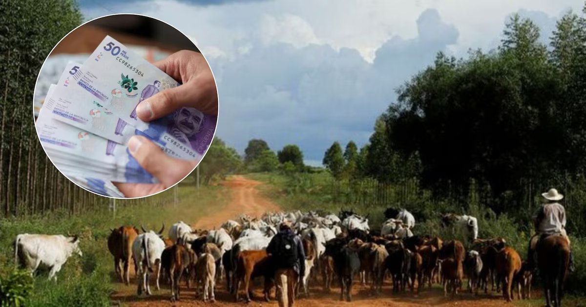 Fedegán pide congelar créditos y exonerar predial para ganaderos afectados por inundaciones