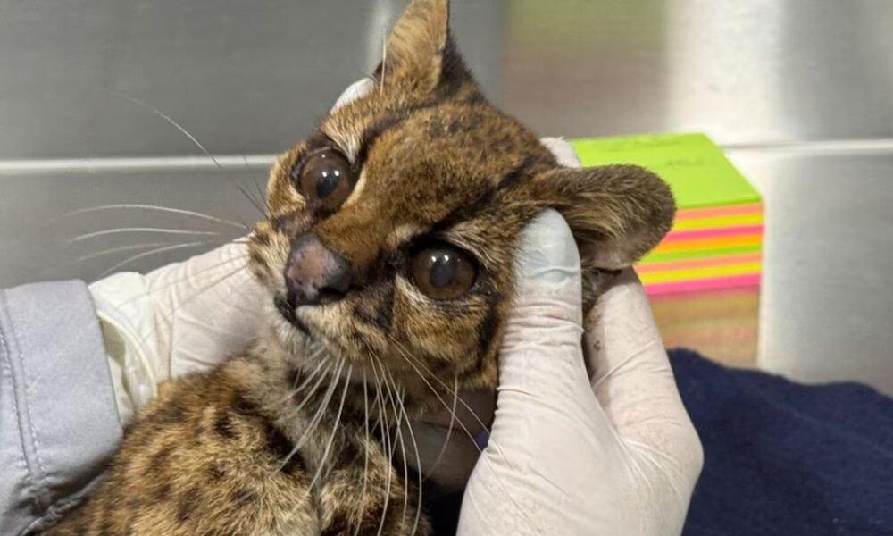 Federico Gutiérrez, confirmó la muerte de tigrillo lanudo que rescataron en el Valle de Aburrá: “Arrebataron su libertad y su vida”