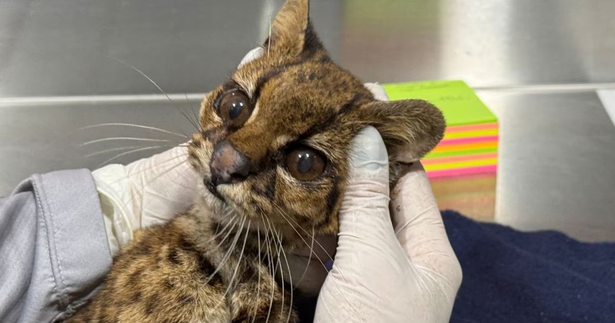 Federico Gutiérrez, confirmó la muerte de tigrillo lanudo que rescataron en el Valle de Aburrá: “Arrebataron su libertad y su vida”