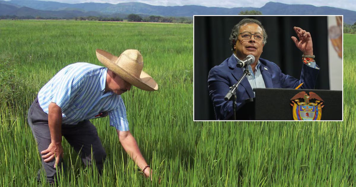 Líder agro arremetió contra Petro y aseguró que los subsidios al arroz “son una burla” en medio de la crisis climática