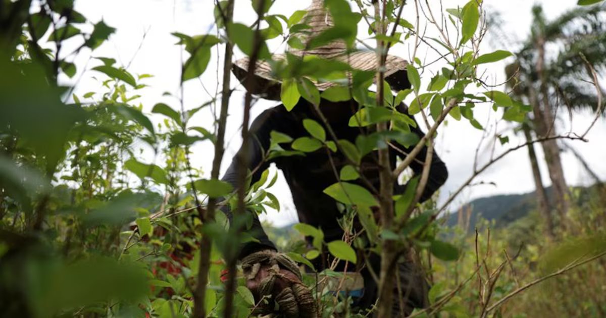 Los representantes indígenas exigen a Satena revocar la restricción sobre mambe: “La hoja de coca no es cocaina, es sagrada”