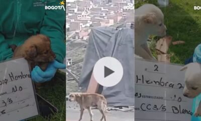Rescatan a madre canina y seis cachorros tras operativo contra maltrato animal en Ciudad Bolívar, Bogotá