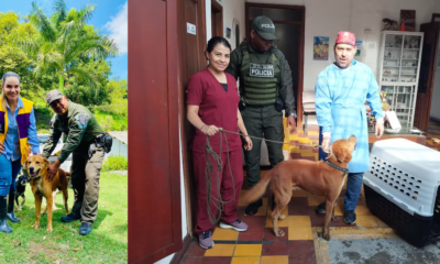 Rescatan en Buga a perro maltratado tras denuncia ciudadana y video viral