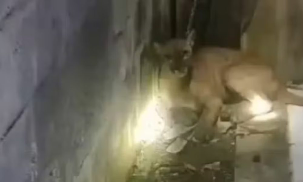 Video: campesinos lograron salvar a un puma arrastrado por el río Sinú en medio de la emergencia invernal en Córdoba