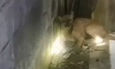 Video: campesinos lograron salvar a un puma arrastrado por el río Sinú en medio de la emergencia invernal en Córdoba