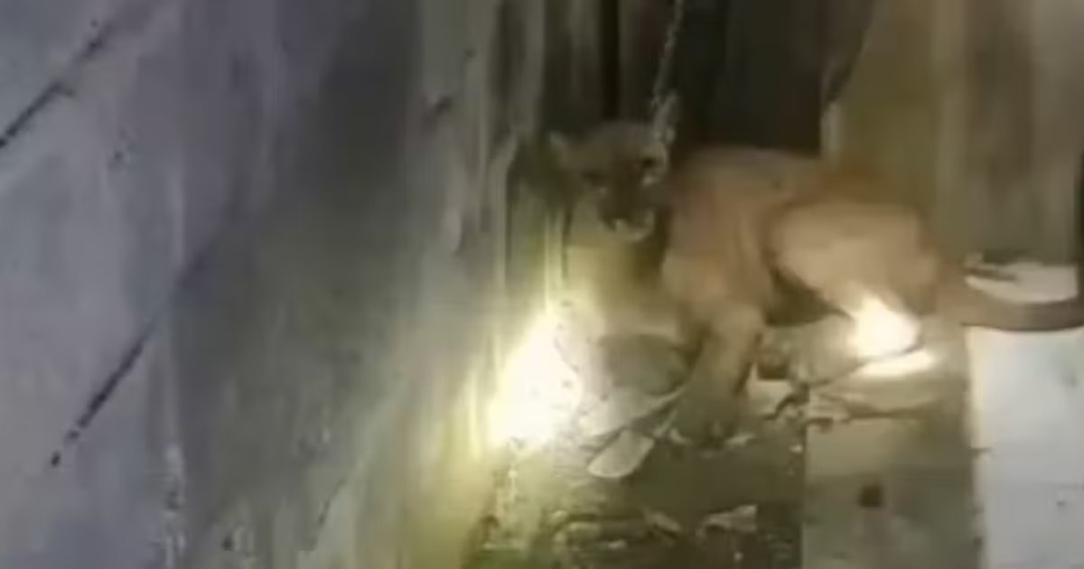 Video: campesinos lograron salvar a un puma arrastrado por el río Sinú en medio de la emergencia invernal en Córdoba