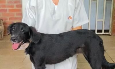 Video: la historia de Paleta, la canina a quien sus dueños abandonaron a pedradas frente al CBA de Buga; ahora busca un hogar