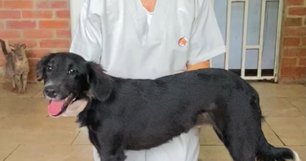 Video: la historia de Paleta, la canina a quien sus dueños abandonaron a pedradas frente al CBA de Buga; ahora busca un hogar