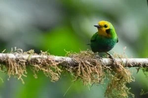 biodiversidad en el Eje Cafetero — Biodiversidad en el Eje Cafetero: cómo los bosques protegen y educan a las comun