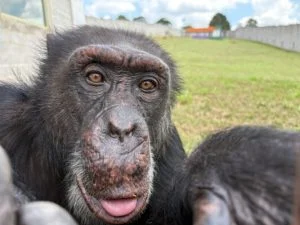 situación del chimpancé Yoko — Situación del chimpancé Yoko en Brasil: qué dicen los expertos sobre su bienesta