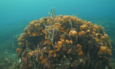 corales de Varadero — Corales de Varadero en Cartagena: diez años sin protección legal ante amenaza de