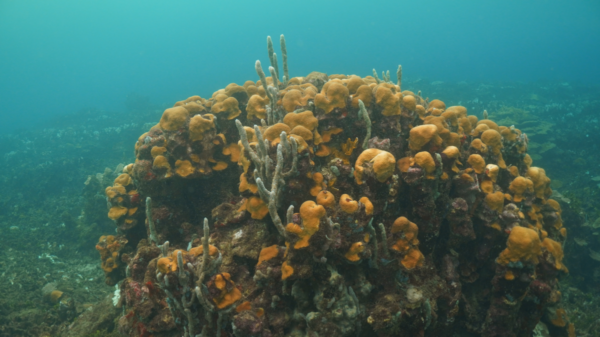 corales de Varadero — Corales de Varadero en Cartagena: diez años sin protección legal ante amenaza de