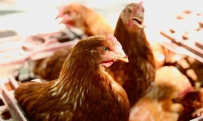 sería el primero del año