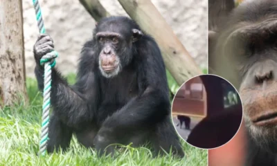 Yoko el chimpancé: denuncia sobre sus condiciones en Brasil tras traslado de Pereira