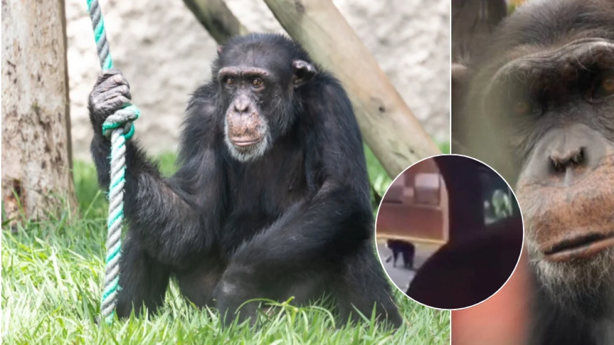 Yoko el chimpancé: denuncia sobre sus condiciones en Brasil tras traslado de Pereira