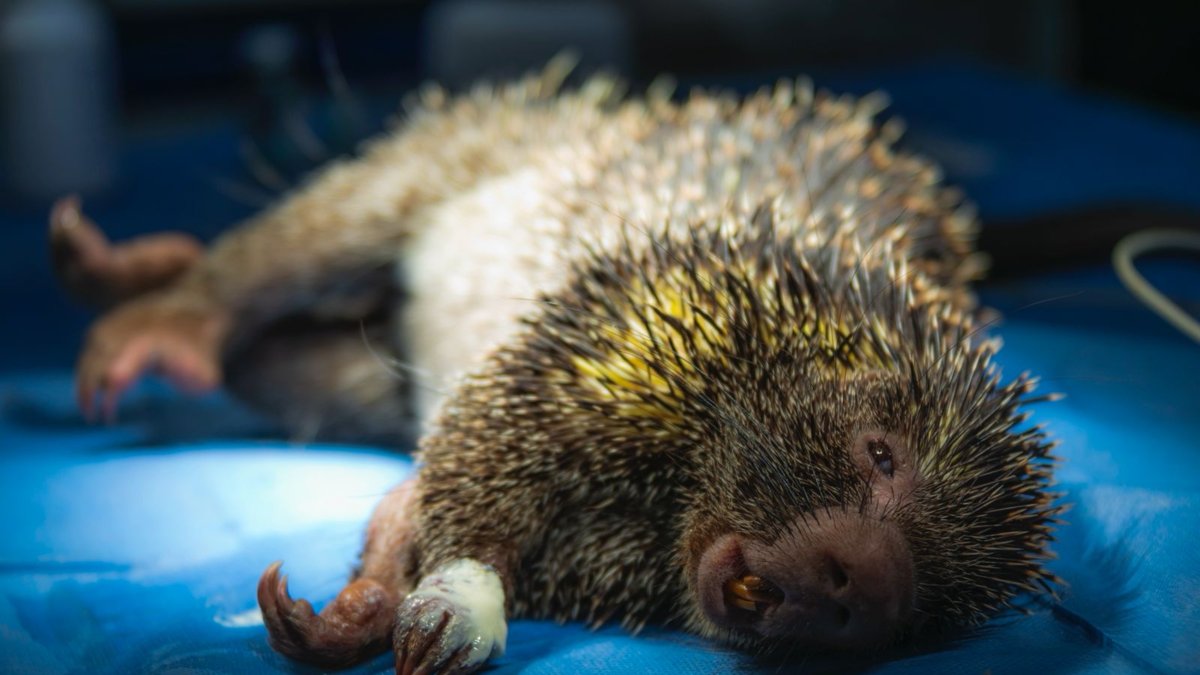 Al menos 93 animales silvestres murieron atropellados en 2025 en Cundinamarca