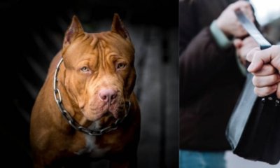 la víctima fue mordida en una pierna