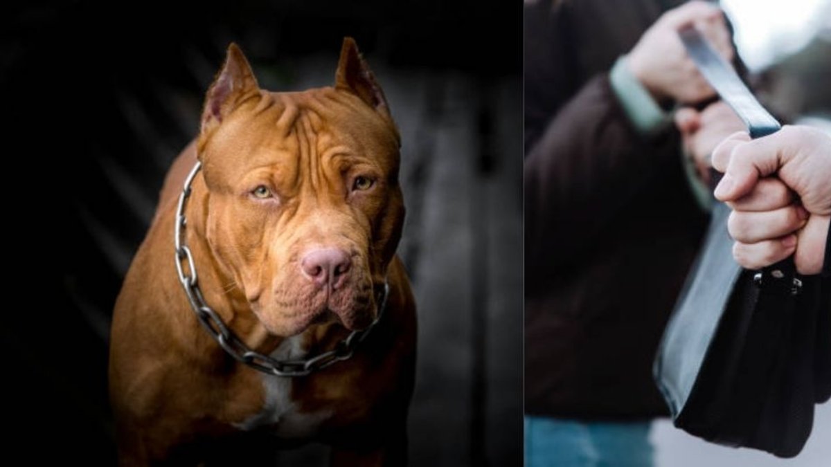 la víctima fue mordida en una pierna