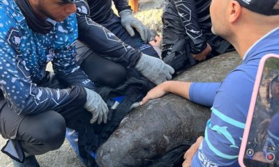 ya rehabilitado está listo para volver al mar Caribe