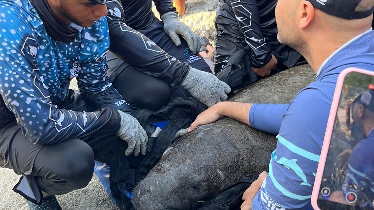 ya rehabilitado está listo para volver al mar Caribe