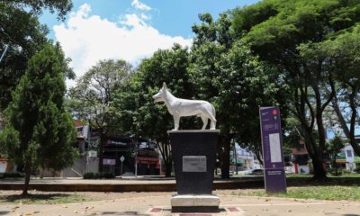 esta es la pista para capturarlos