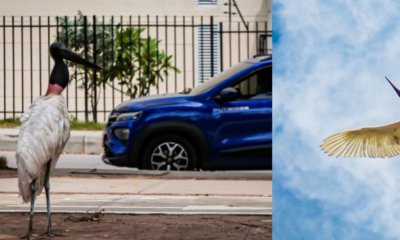 Autoridades rescataron a cigüeña en Atlántico y explicaron las razones de su presencia en los barrios de Barranquilla.