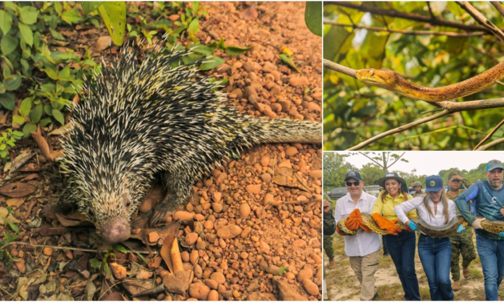 Liberación de fauna silvestre en Meta: más de 100 animales rescatados del tráfico ilegal