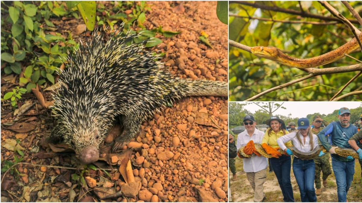 Liberación de fauna silvestre en Meta: más de 100 animales rescatados del tráfico ilegal