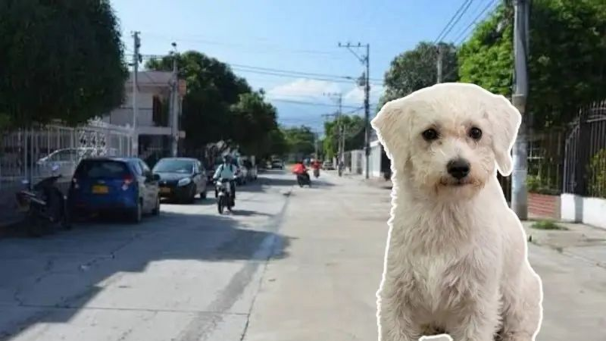 muerte de perro en Santa Marta — Muerte de perro en Santa Marta: dos versiones enfrentadas en caso investigado po