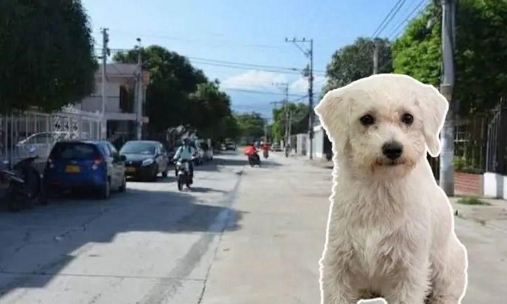 muerte de un perro en Santa Marta — Muerte de perro en Santa Marta: dos versiones enfrentadas y caso en la Fiscalía