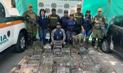 rescate de aves silvestres — Rescate de 70 aves silvestres en Turbaco: golpe al tráfico de fauna en Bolívar