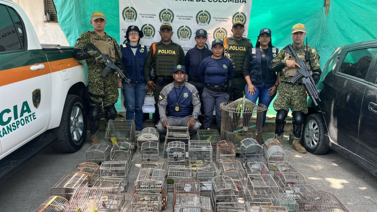 rescate de aves silvestres — Rescate de 70 aves silvestres en Turbaco: golpe al tráfico de fauna en Bolívar