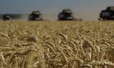 importación de granos en Colombia — Importación de granos sube 10,6 % en 2025: Fenalce advierte sobre dependencia al