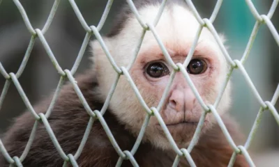 tráfico de fauna — Tráfico de fauna en Semana Santa: autoridades piden denunciar el delito ambienta